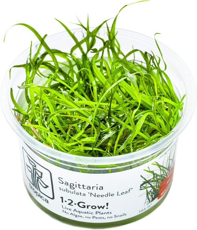 Tropica Sagittaria subulata Needle Leaf