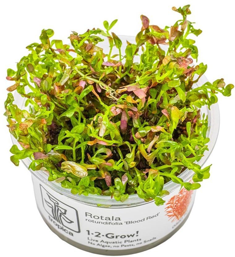 Tropica Rotala rotundifolia Blood Red