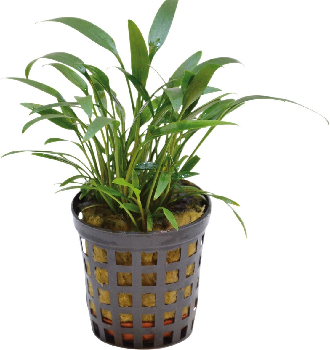 Aquafleur Cryptocoryne Amicorum Pflanze im 5 cm Topf