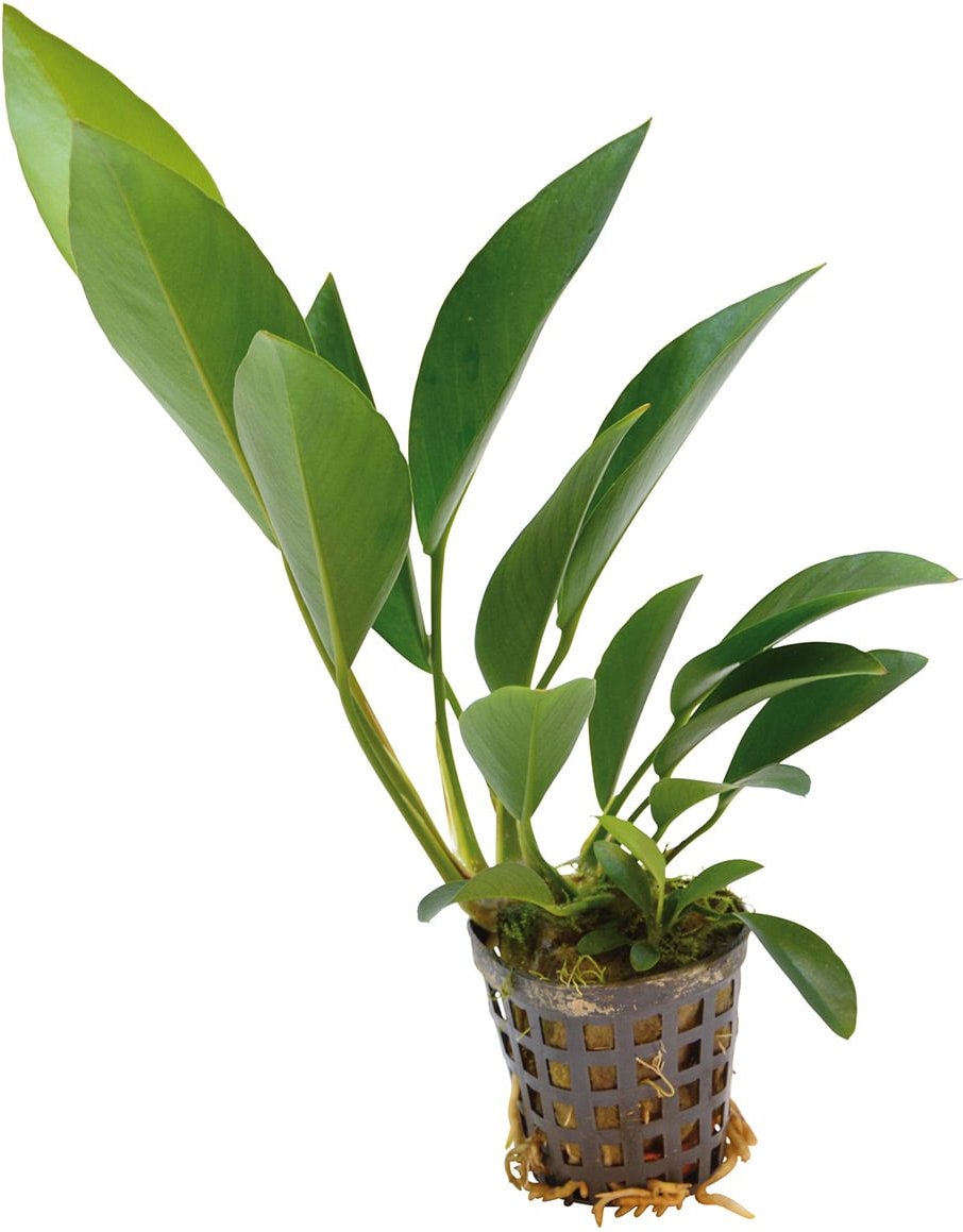 Aquafleur Anubias Congensis Pflanze im 5 cm Topf