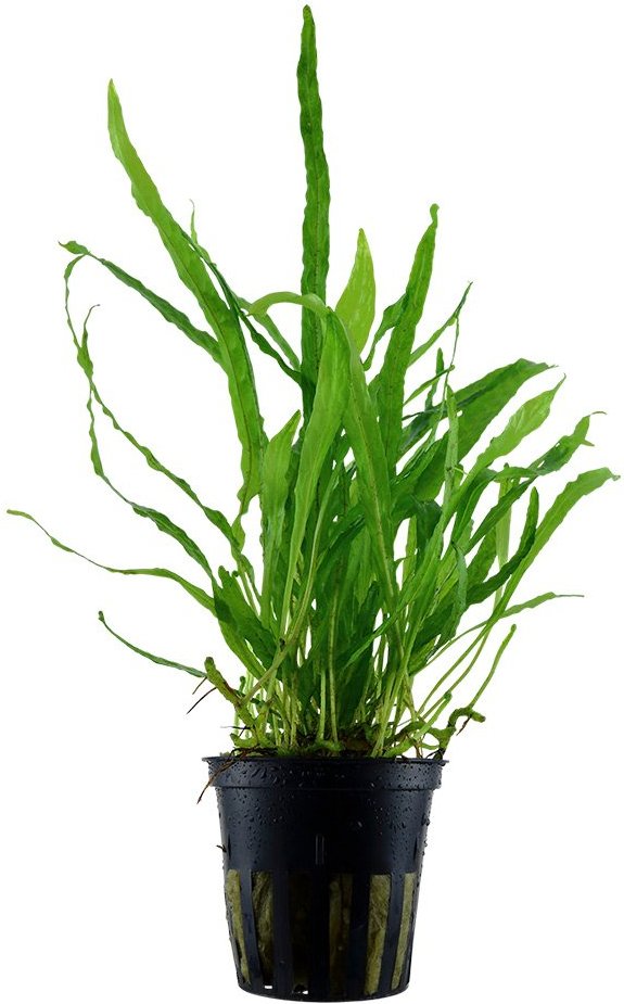 Tropica Aquariumpflanze Microsorum pteropus 'Narrow'