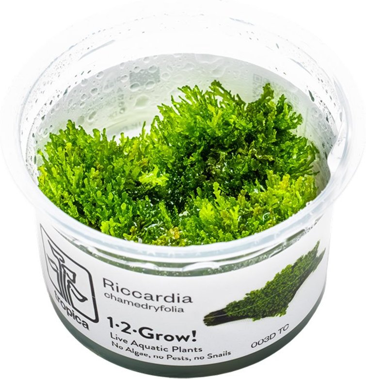 Tropica Moospflanze Riccardia chamedryfolia