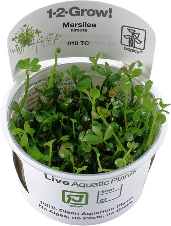 Tropica Bodendecker Marsilea hirsuta