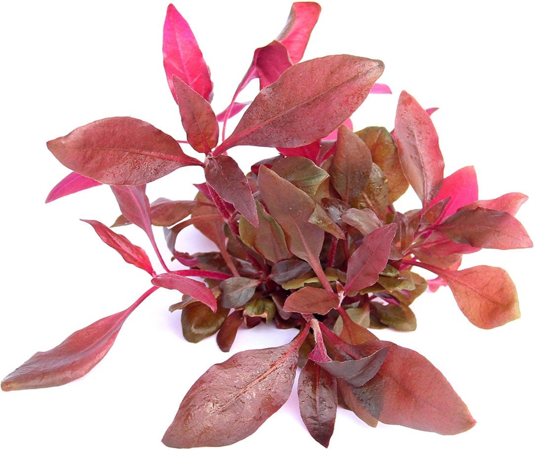 Dennerle Plants Alternanthera reineckii ´Lila´ In-Vitro