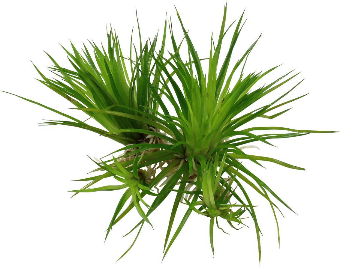 Tropica Aquariumpflanze Eriocaulon cinereum