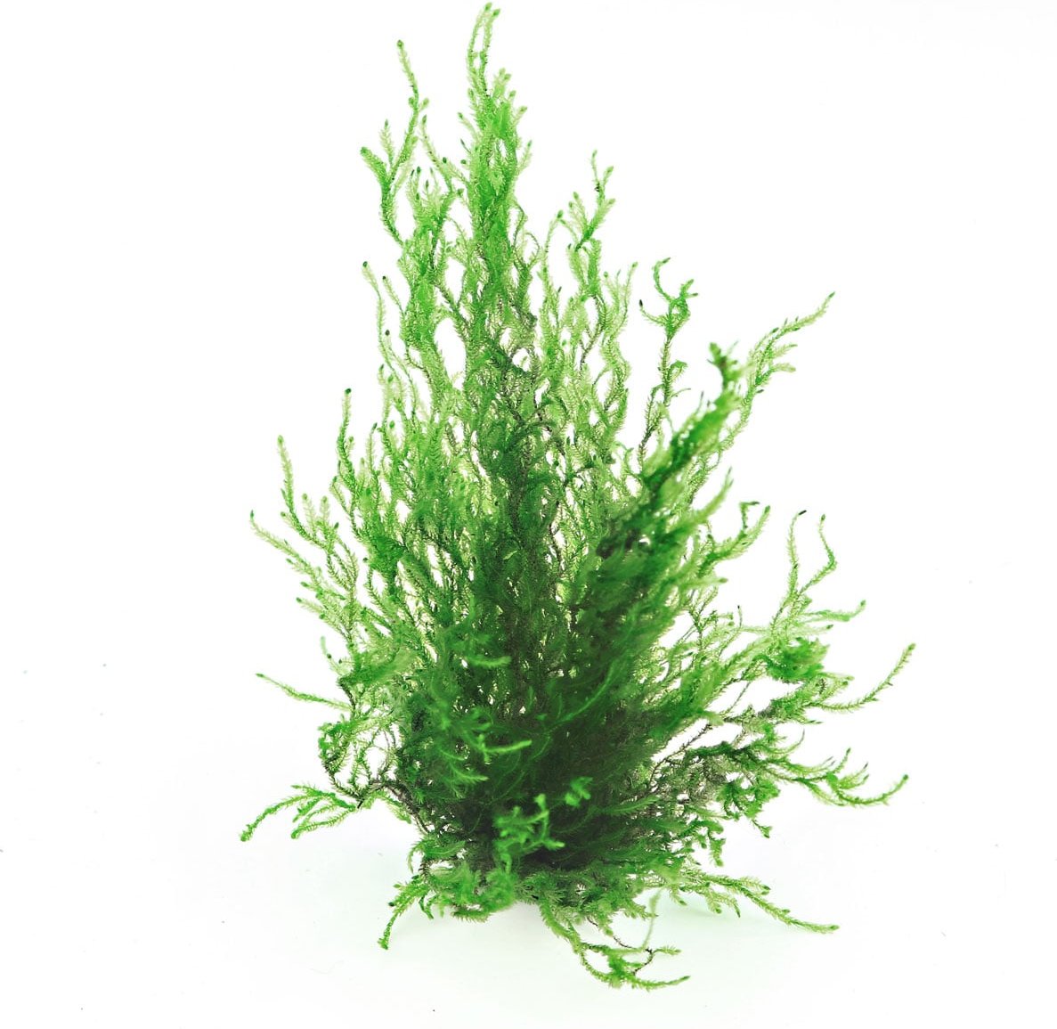 Dennerle Plants Taxiphyllum spec. Flammenmoos In-Vitro