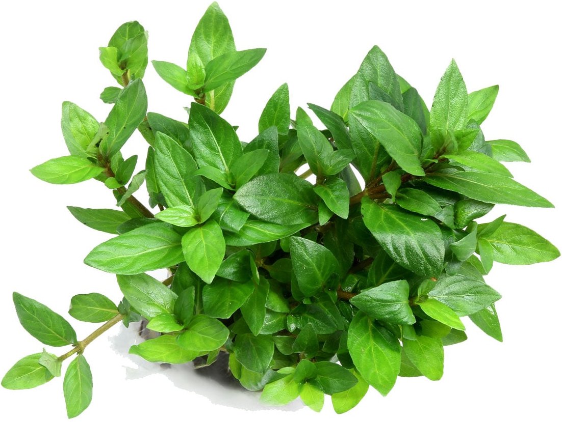 Dennerle Plants Staurogyne repens In-Vitro