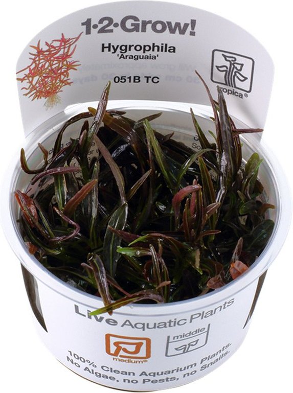 Tropica Stängelpflanze Hygrophila lancea Araguaia