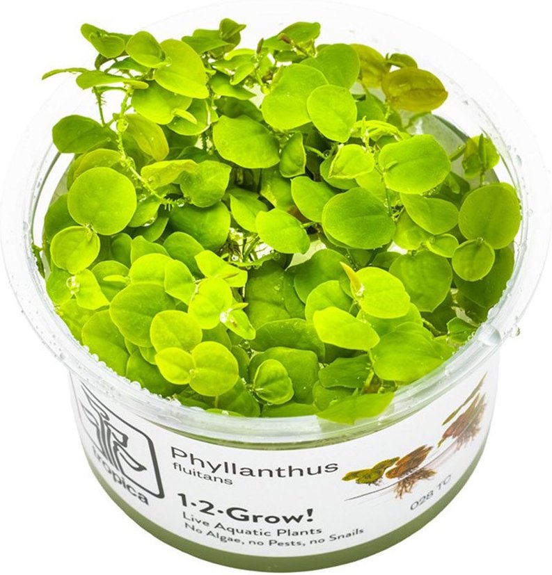 Tropica Schwimmpflanze Phyllanthus fluitans