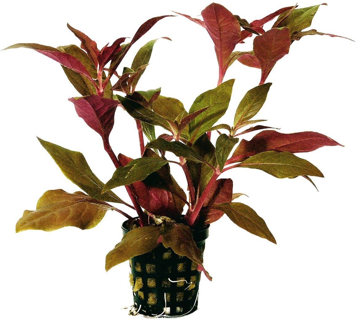 Aquafleur Alternanthera Cardinalis Rot im 5 cm Topf