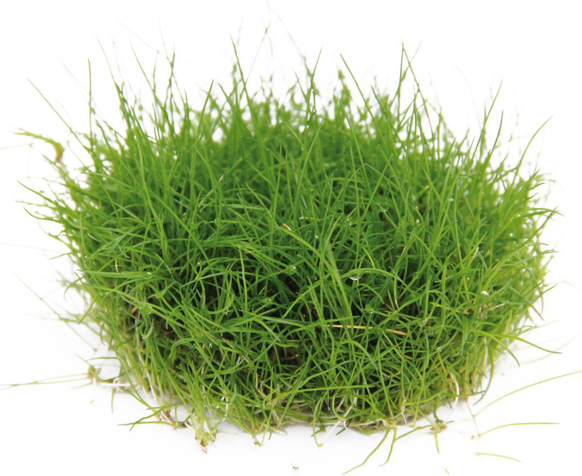 Dennerle Plants Eleocharis pusilla In-Vitro