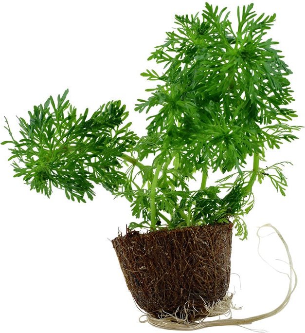 Tropica Aquariumpflanze Limnophila sessiliflora