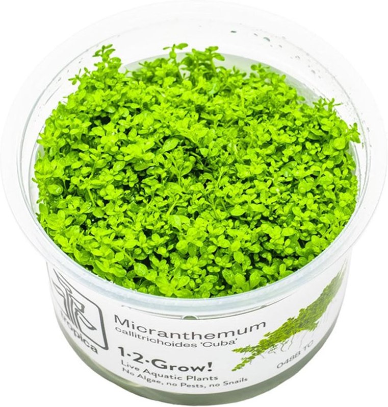 Tropica Micranthemum callitrichoides Cuba