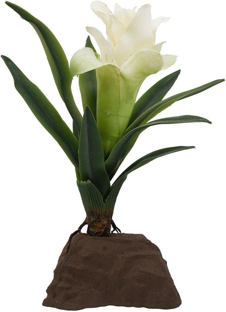 Lucky Reptile Bromelie Pflanze klein weiß 20 cm