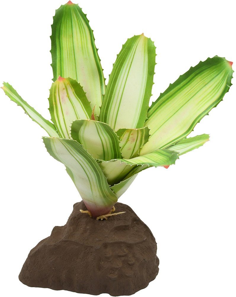 Thumbnail - Lucky Reptile Bromelie Neoregelia weiß 20 cm