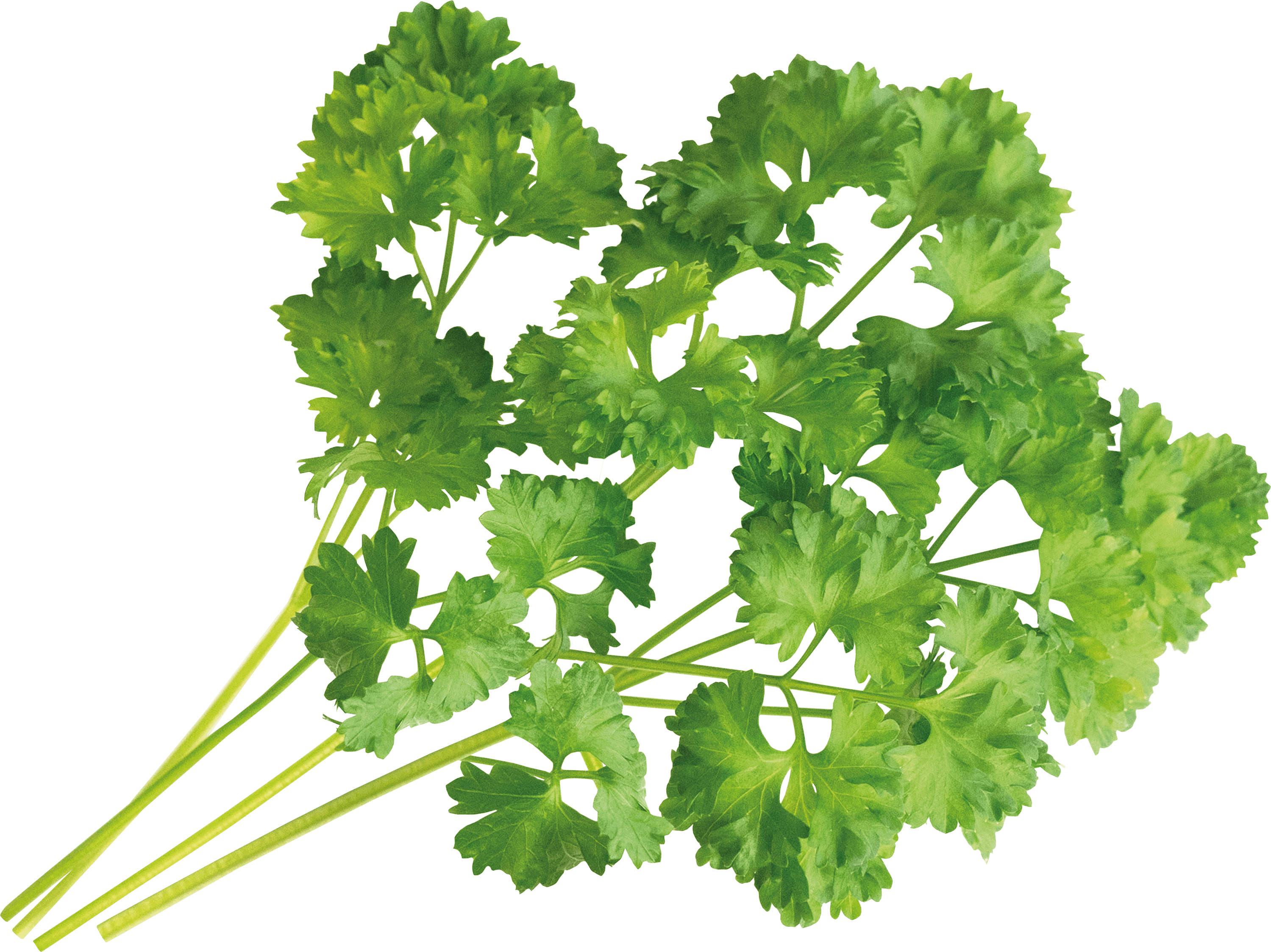 VER A10-PER028 - Indoor Garden, Bio-Petersilie, kraus