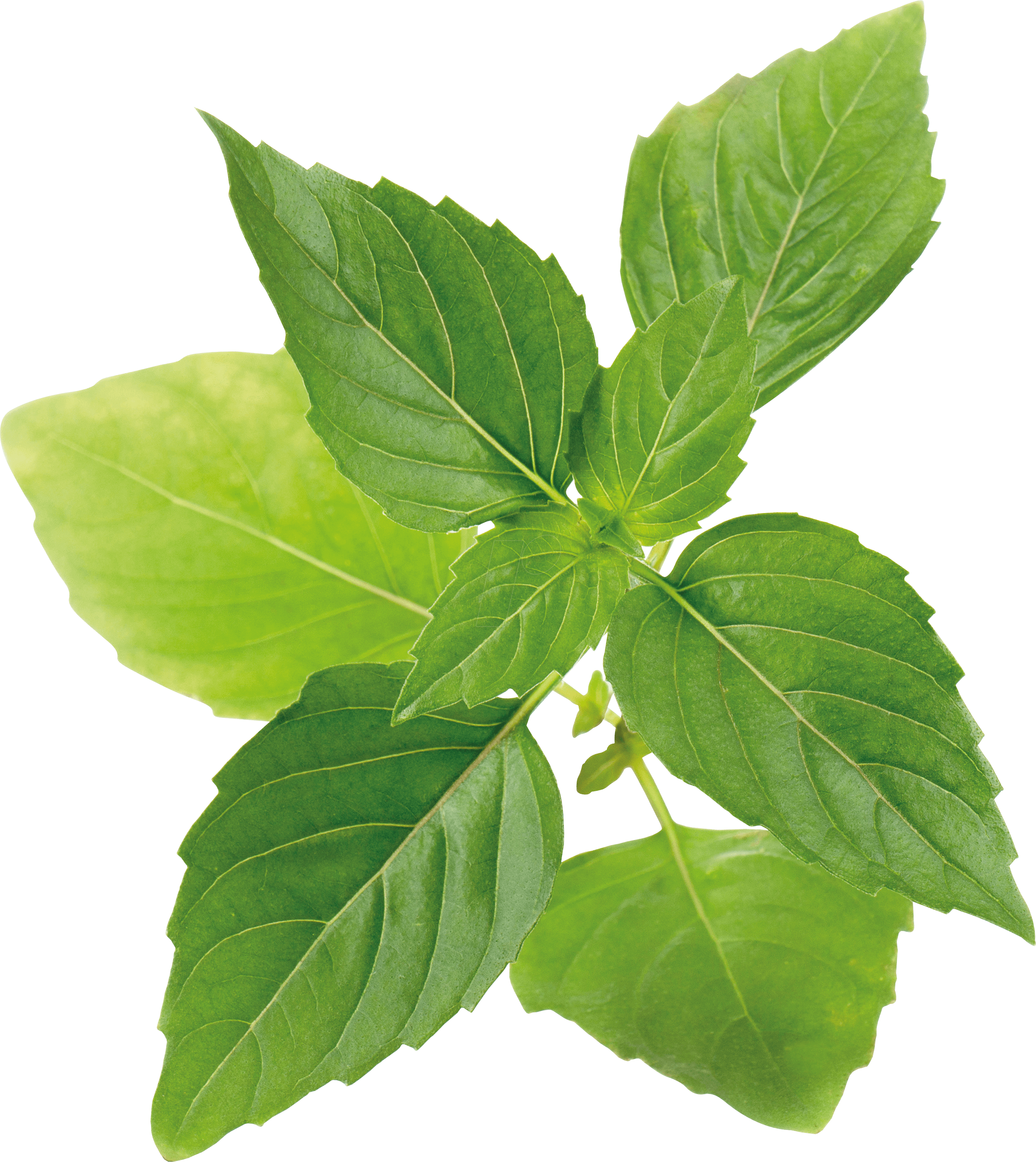 VER O10-BAS00D - Indoor Garden, Bio-Thai-Basilikum