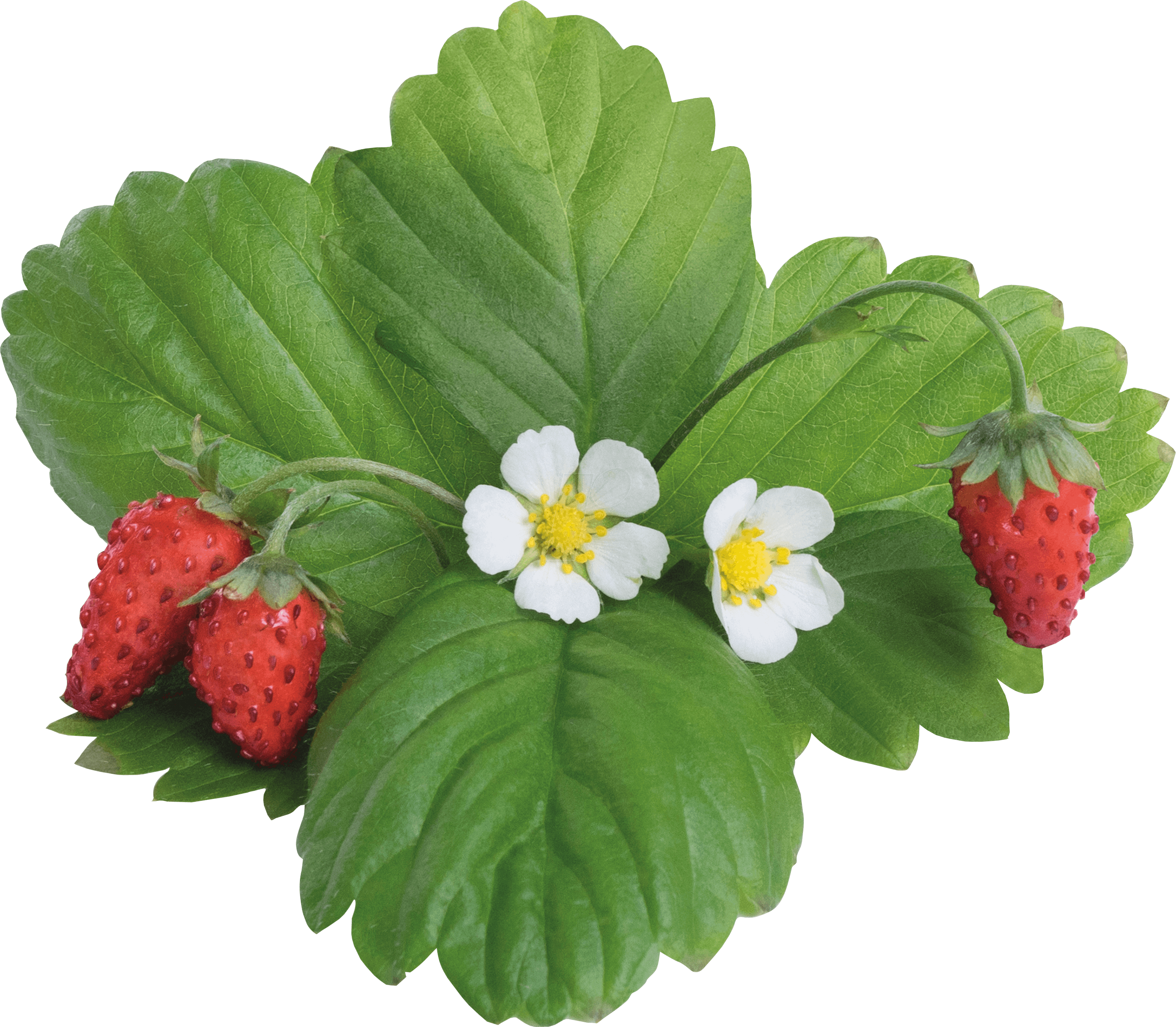 VER P5-FRA029 - Indoor Garden, Wald-Erdbeere, rot