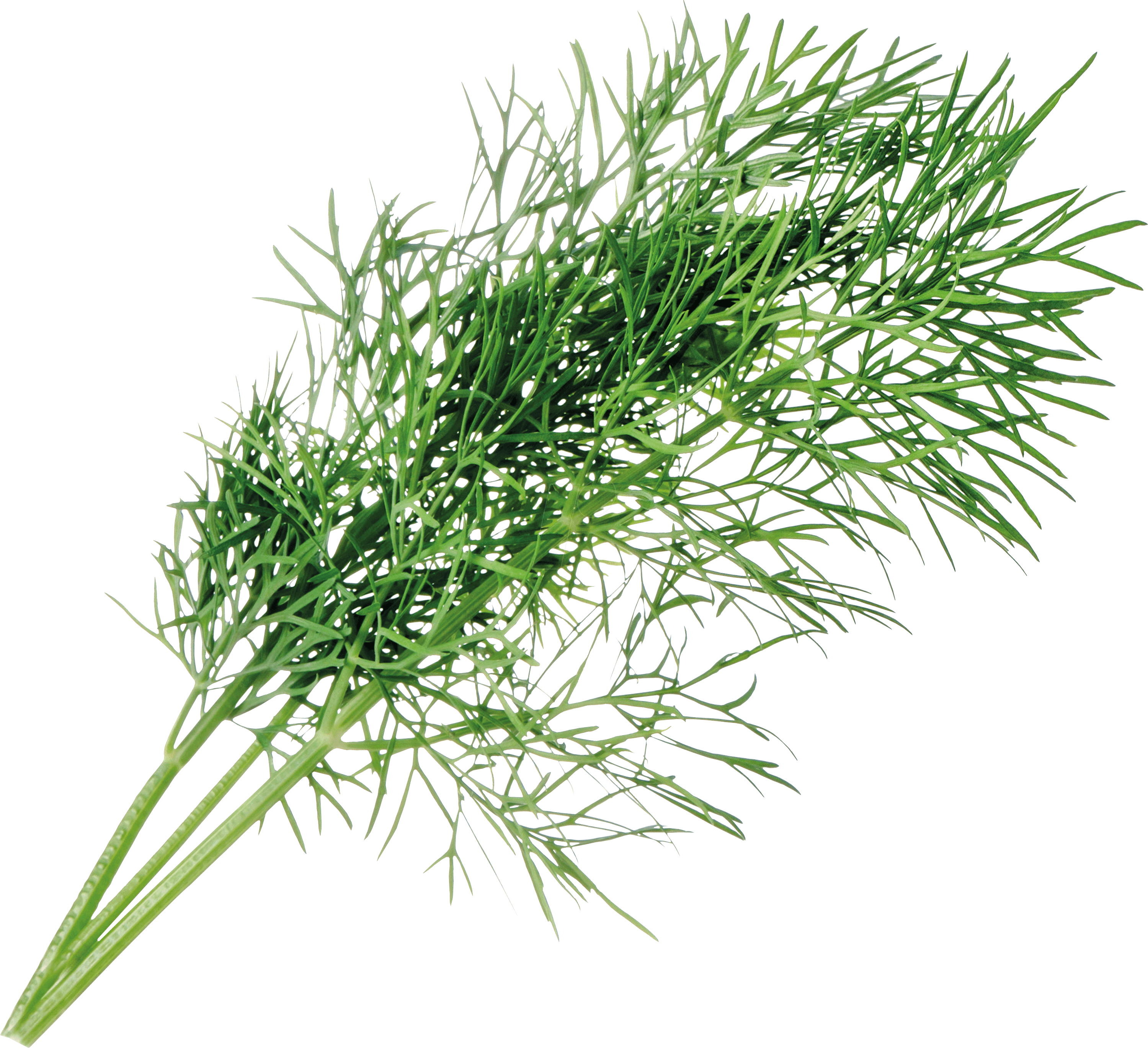 VER A10-ANE006 - Indoor Garden, Bio-Dill