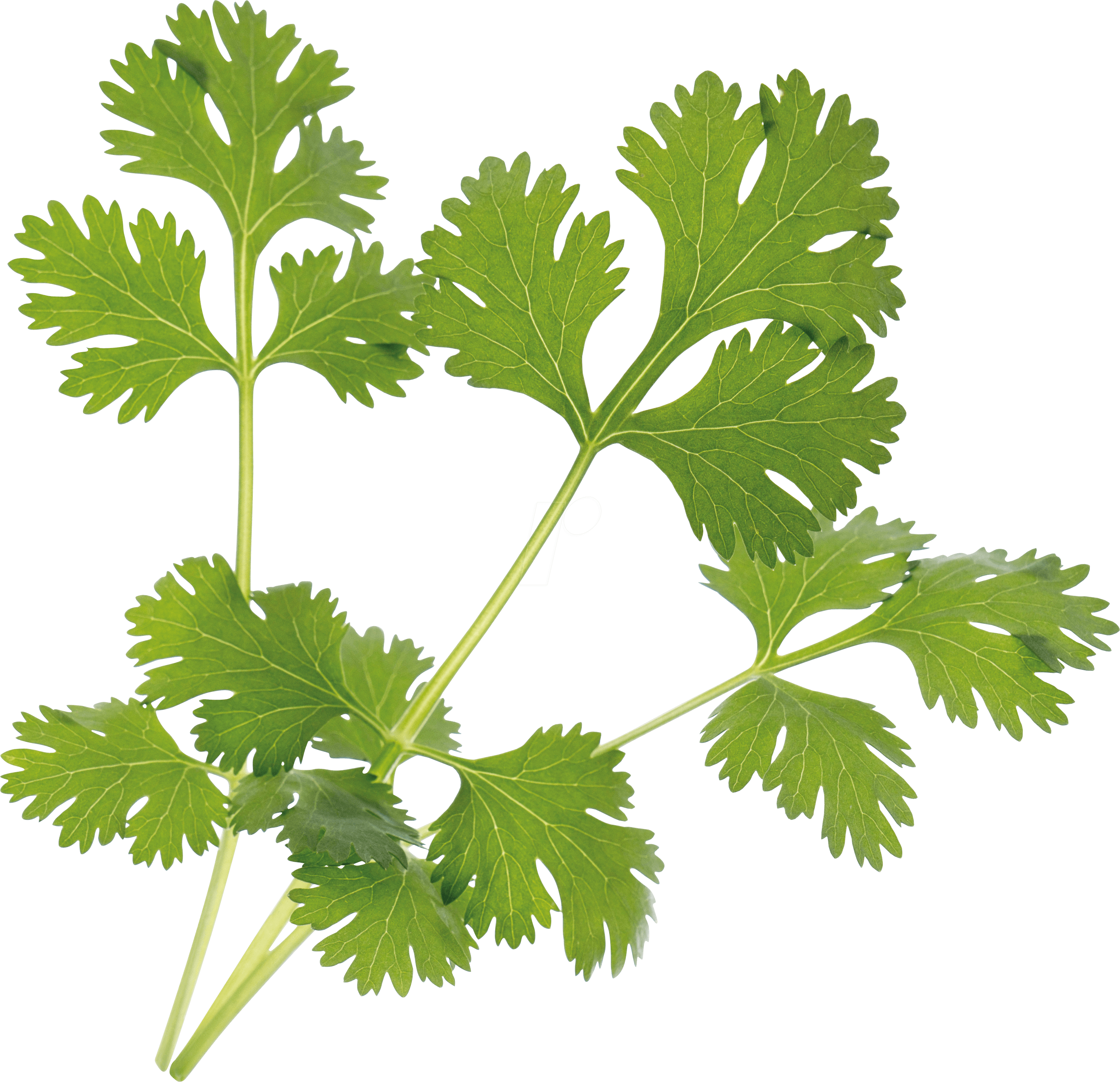 VER A10-COR003 - Indoor Garden, Bio-Koriander