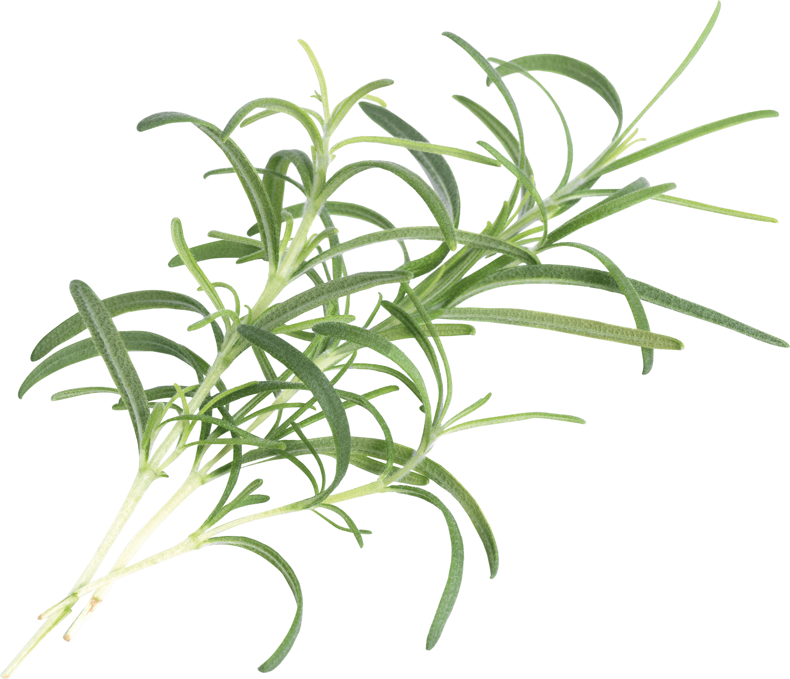 VER A10-ROM007 - Indoor Garden, Rosmarin