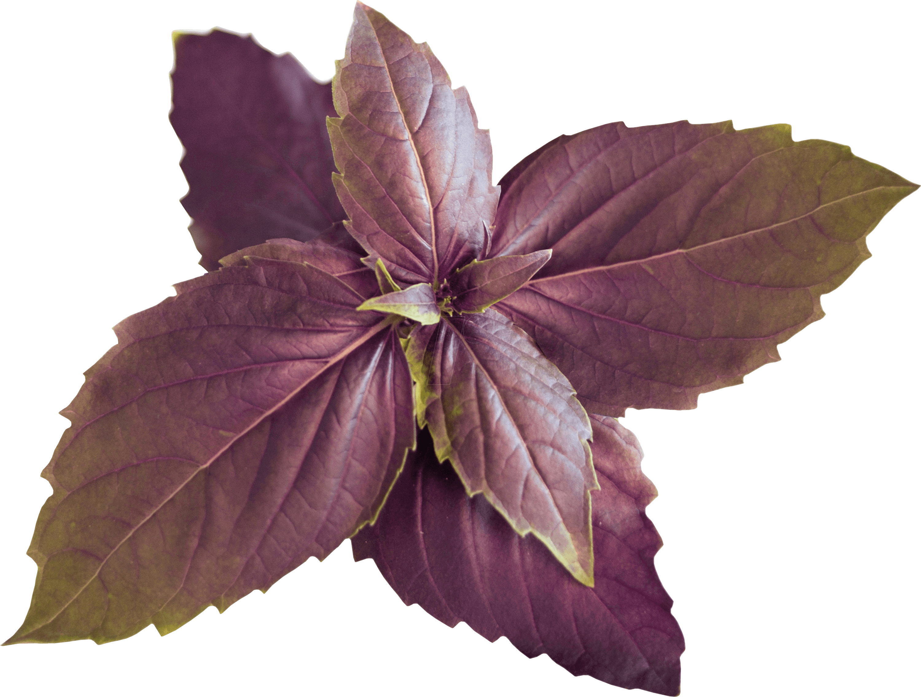 VER O10-BAS00F - Indoor Garden, Bio-Purpur-Basilikum, wild