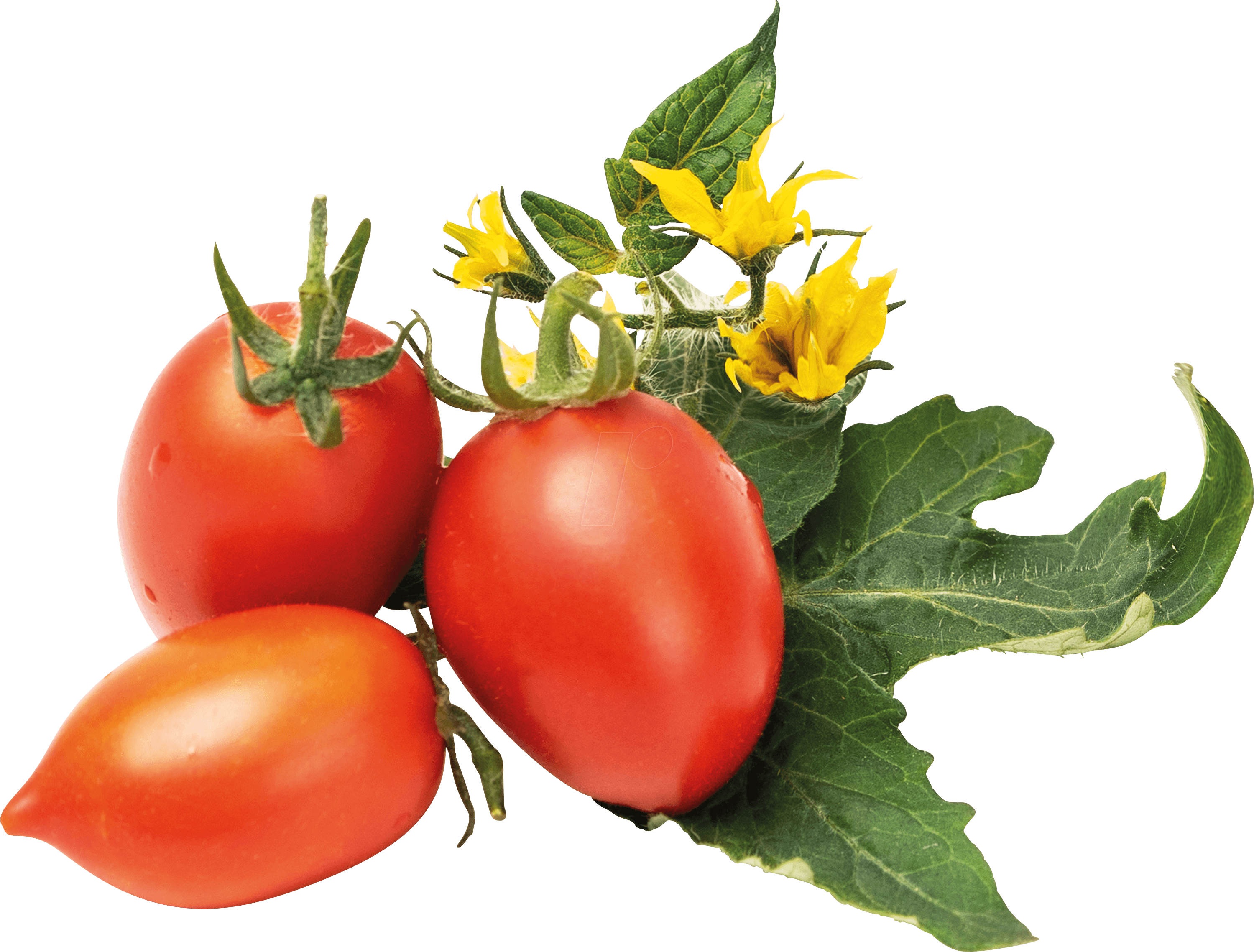 VER L5-TOM016 - Indoor Garden, Kirschtomaten