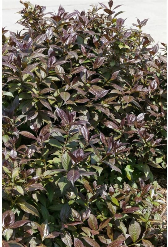Weigela 'Black and White' -r- C3 30- 40