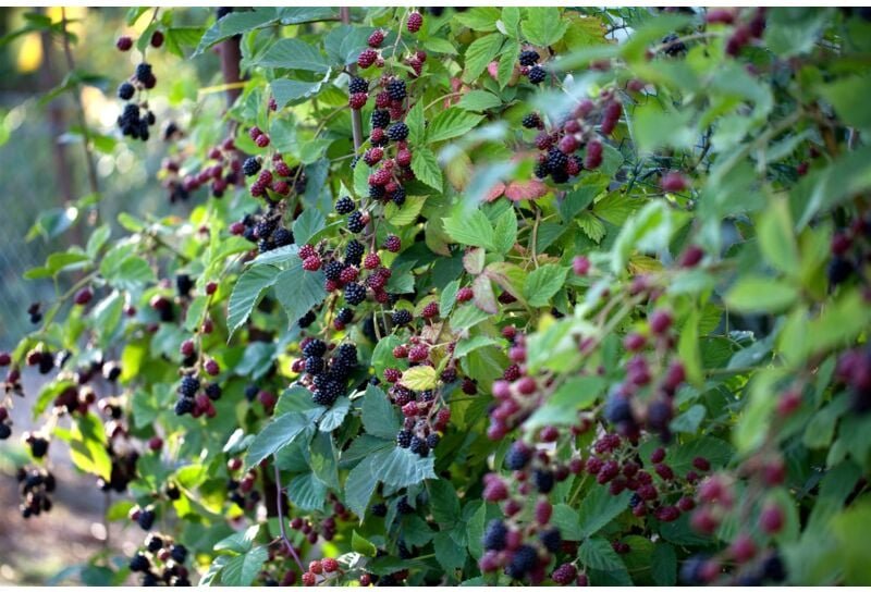 Rubus fruticosus 'Thornless Evergreen' cac 2 l Eck 30-40