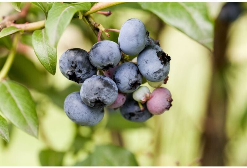 Vaccinium corymbosum 'Sierra' c 2 25-30