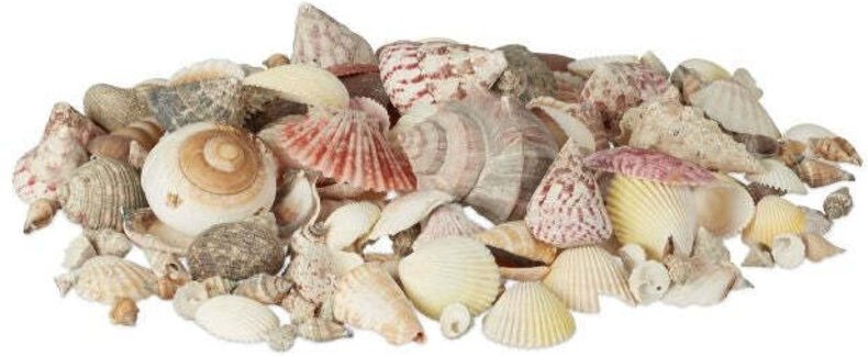 Mix of sea and snail shells 1 kg