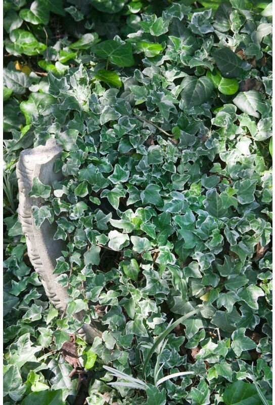 Sonstige - Hedera helix 'Glacier' c 2 60-80