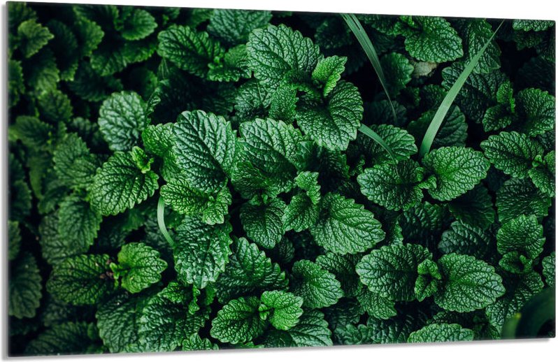 Glasschutzplatte für den Herd 80x52 Melisa