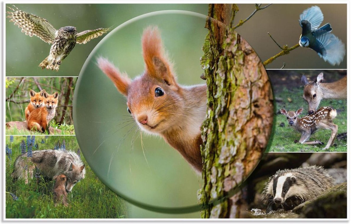 HERMA Schreibtischunterlagen 55,0 x 35,0 cm Waldtiere