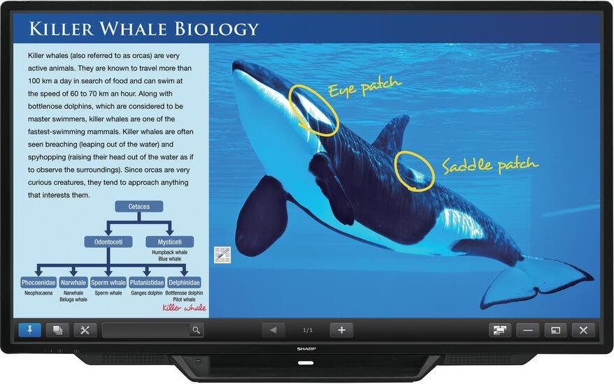 Sharp PN-80TC3 Digital Signage Touch Display 203 cm 80 Zoll