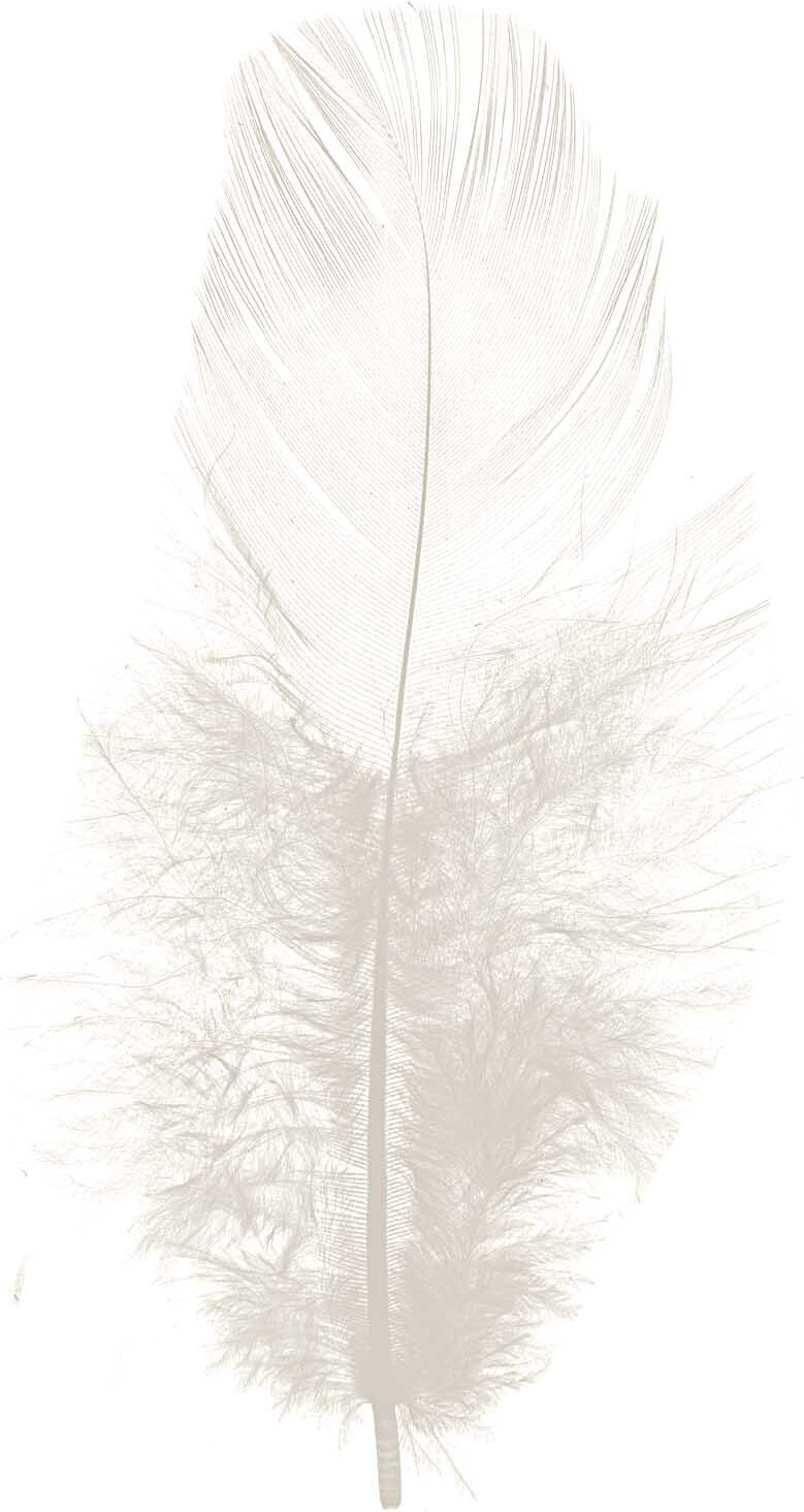 idee. Creativmarkt Hahnenfedern cremeweiß 3g