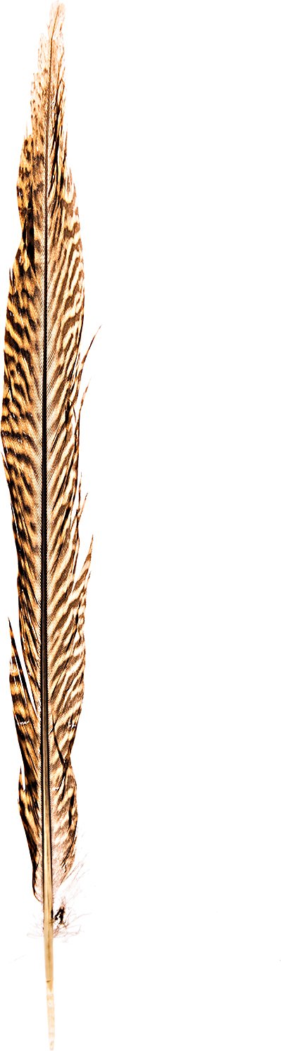 idee. Creativmarkt Fasanenfedern natur 30cm