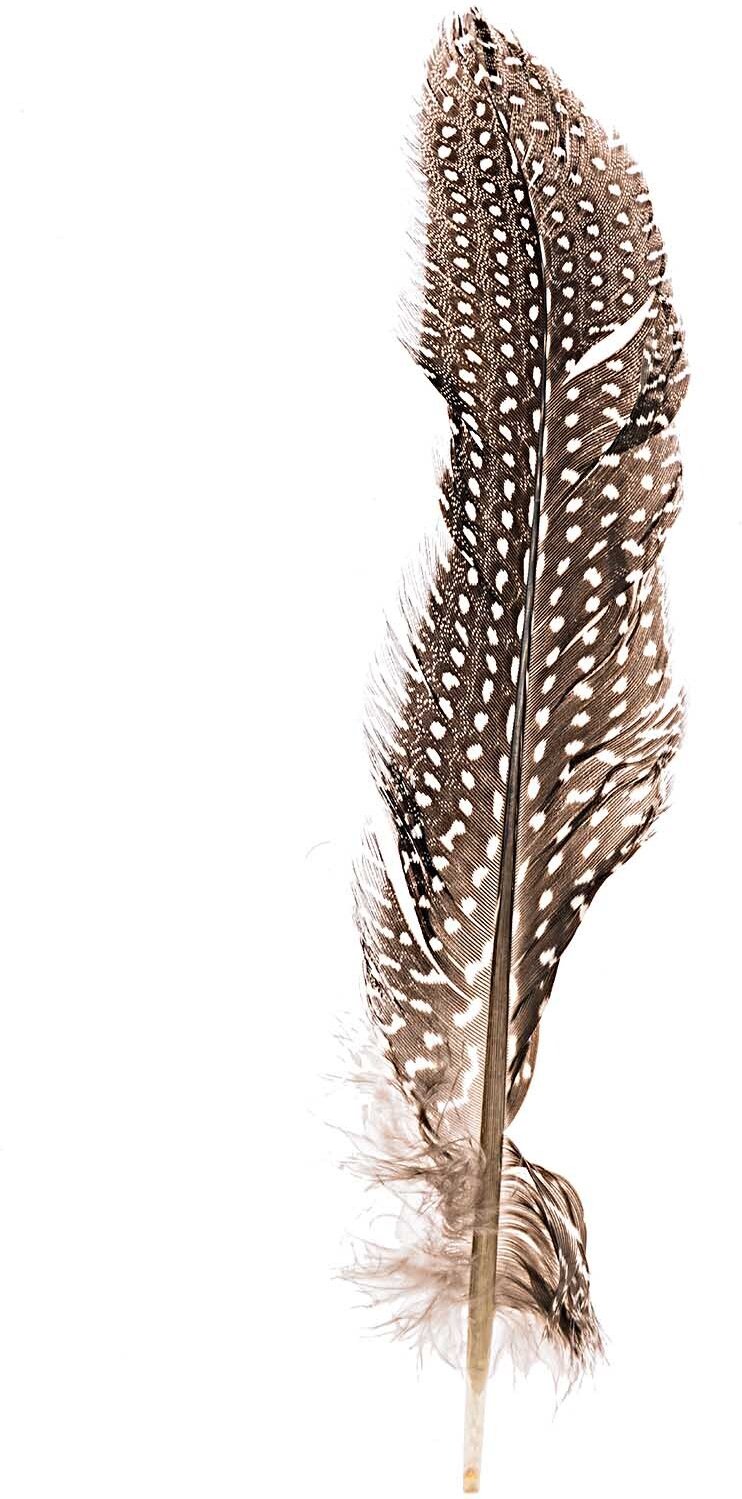 idee. Creativmarkt Perlhuhnfedern natur 16-20cm 5g