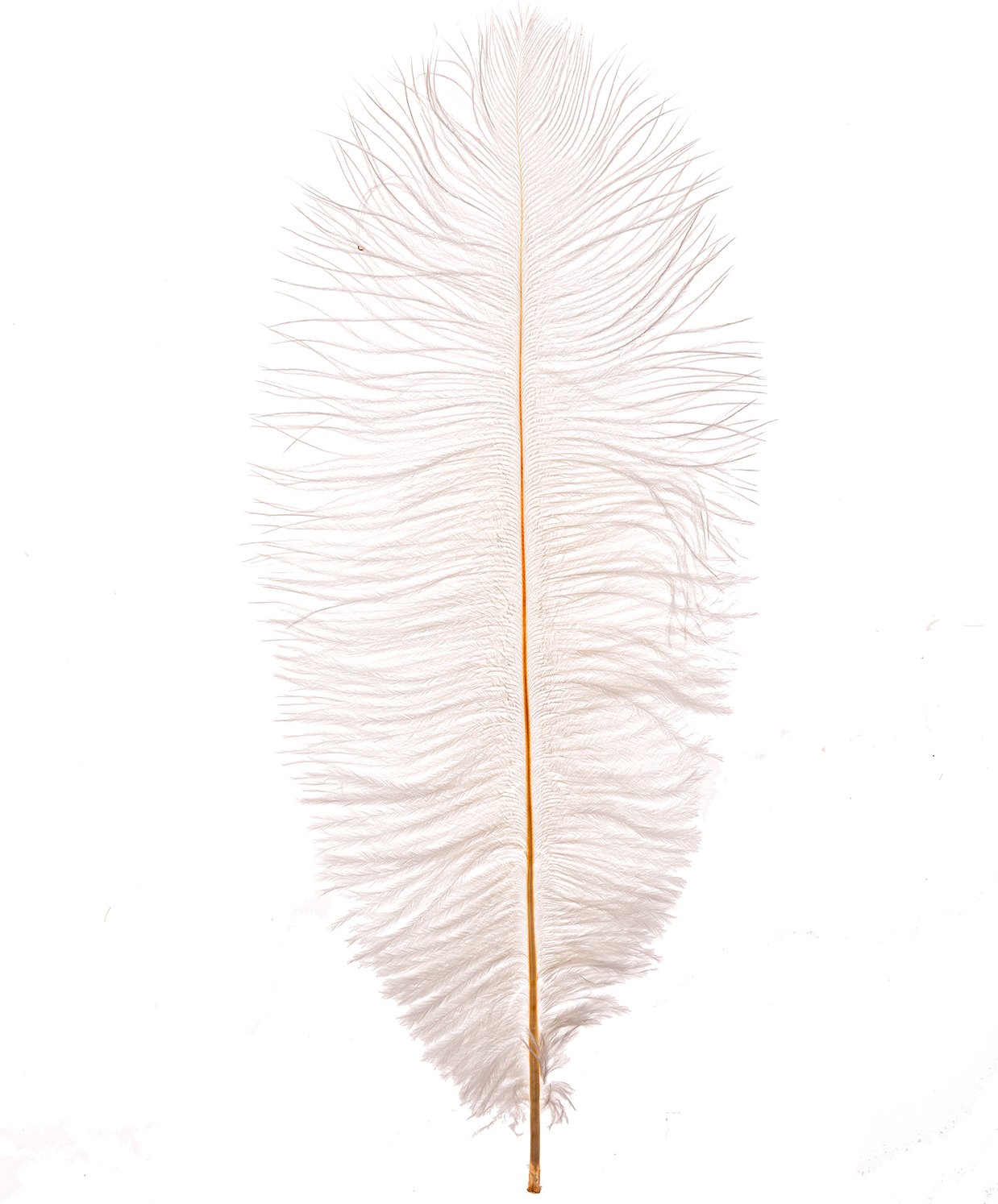 idee. Creativmarkt Straußenfeder weiß 30cm
