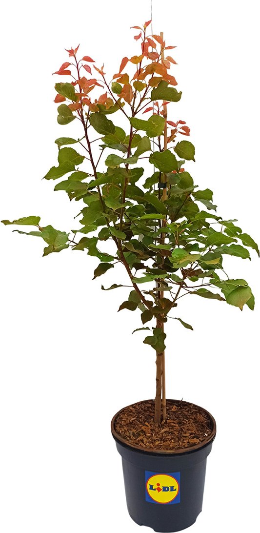 Zwergaprikose 'Goldrich'