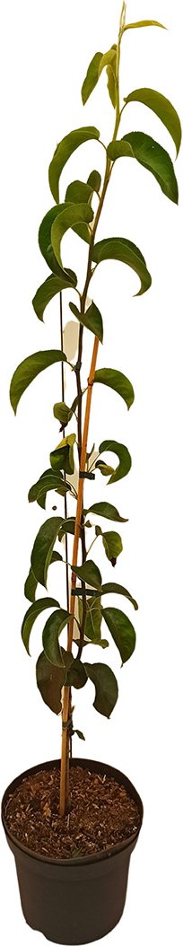Nashi Birne-Säule, 3-jährig, 1 Pflanze, 5 Liter Container, 4 m Wuchshöhe