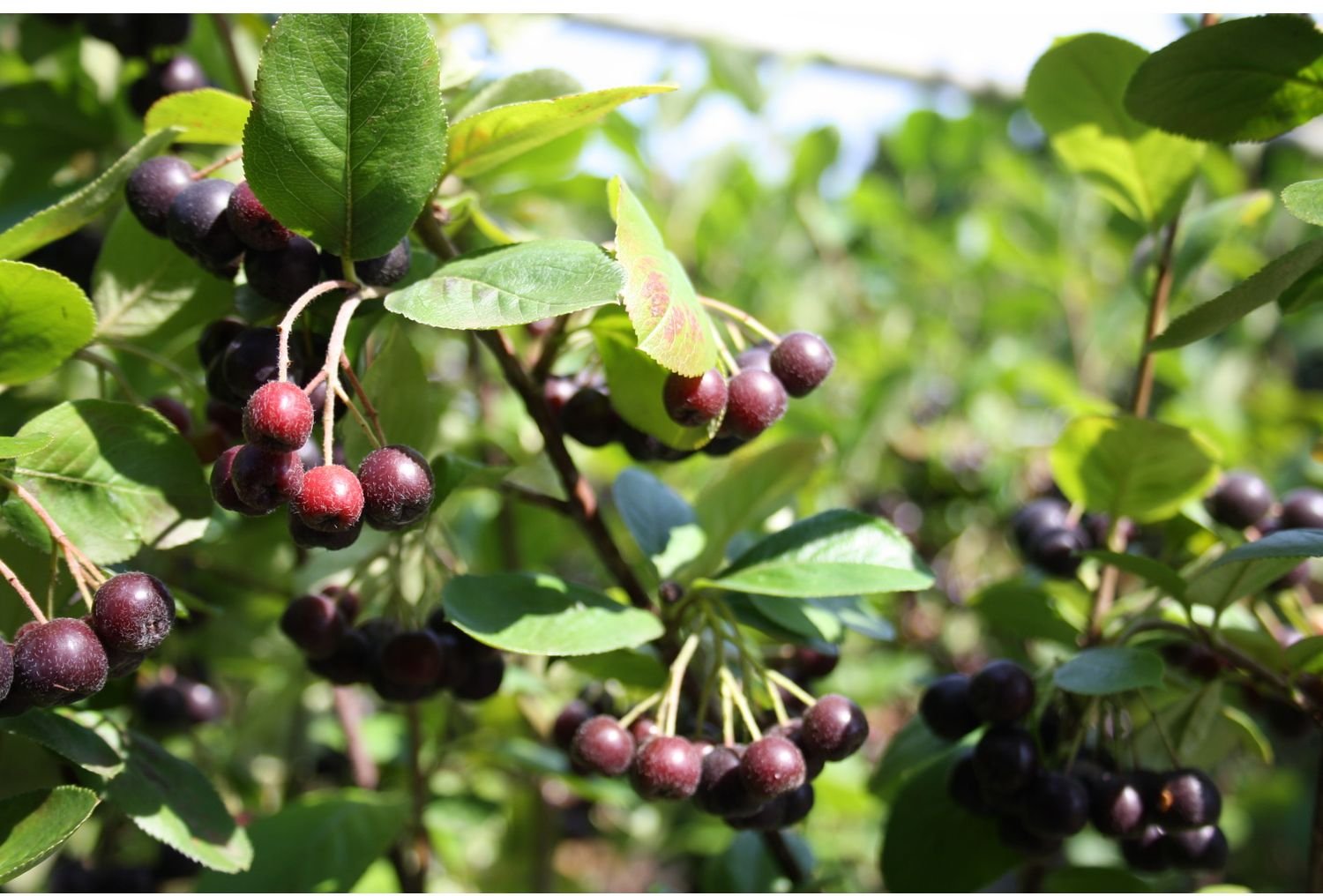 Apfelbeere 'Aronia Nero'
