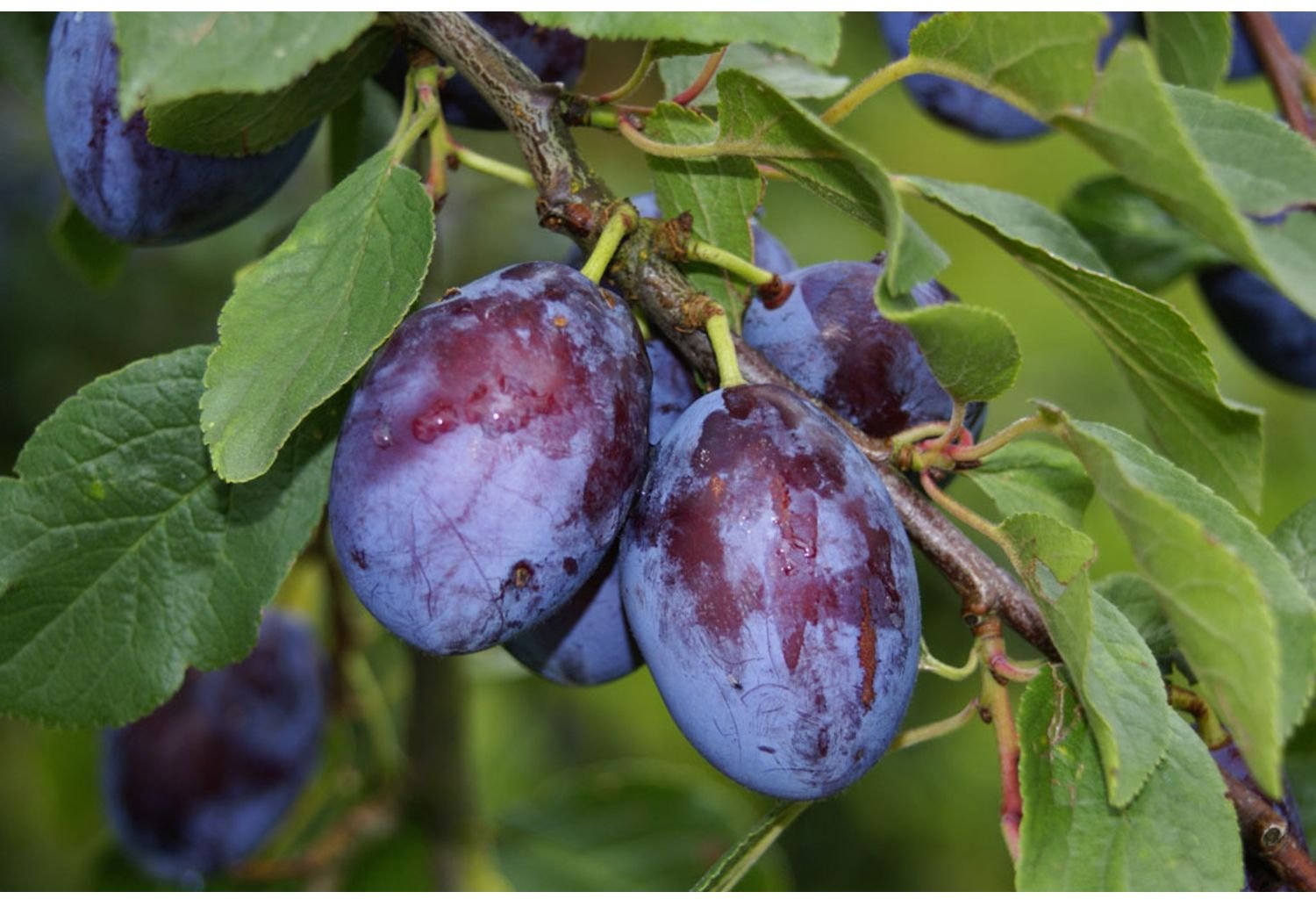 Zwergpflaume »Imperial«, im 5 Liter Container, Prunus domestica, winterhart, mehrjährig