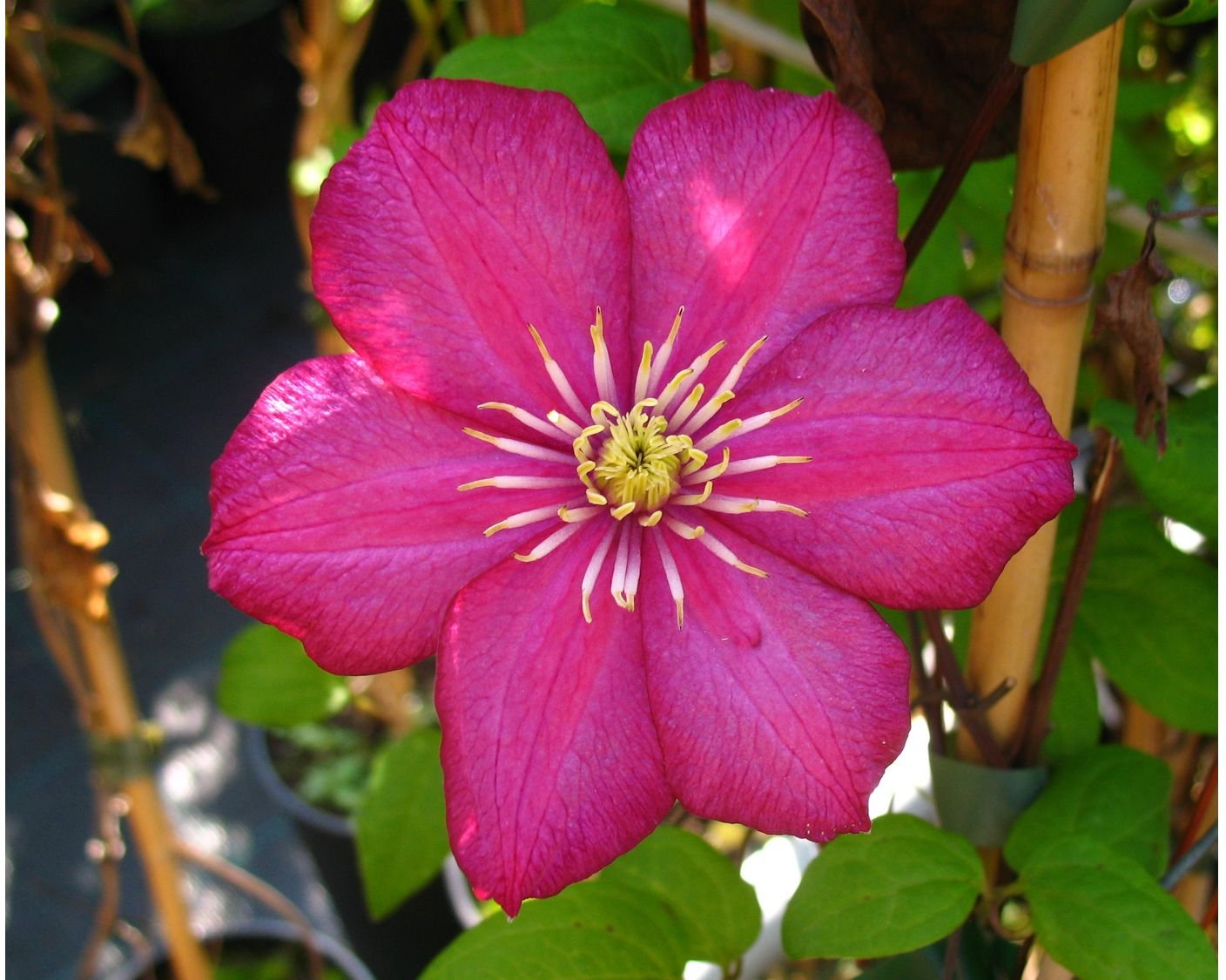 Clematis Ville de Lyon®