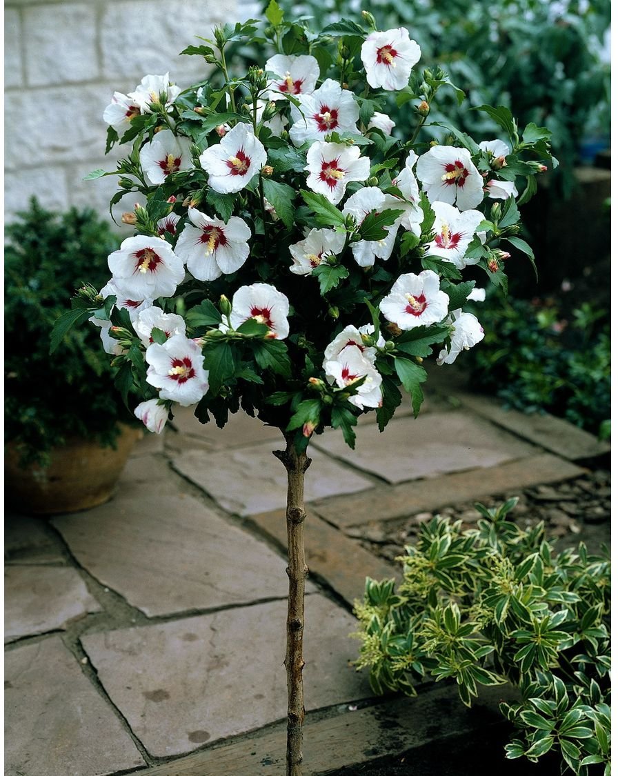 Hibiskus Red Heart® zum Stämmchen gezogen, rot-weiß blühend