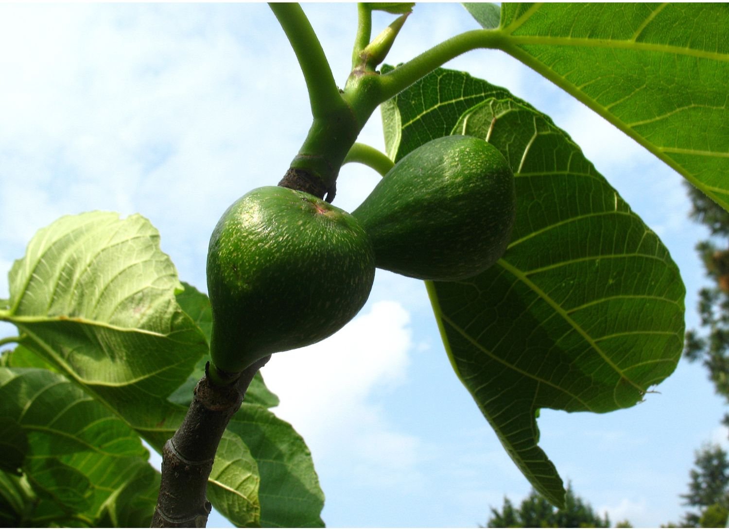 Feige »Desert King«