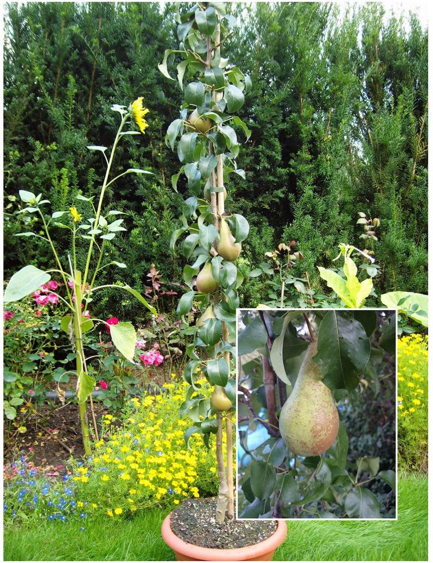 Säulenbirne 'Condo'®, 1 Pflanze