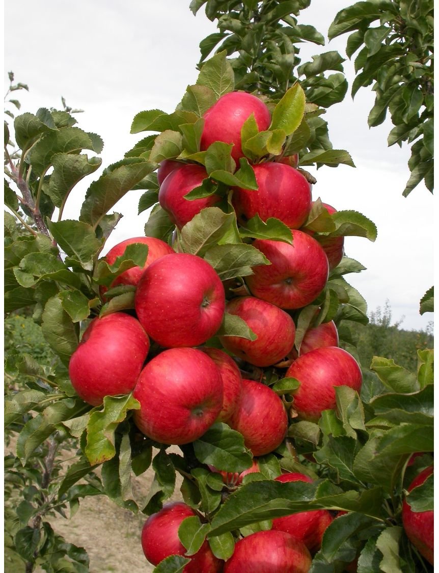 Apfel »Sonate«, Säulenobst, 60 cm schmale Wuchsbreite, winterhart, schorftolerant