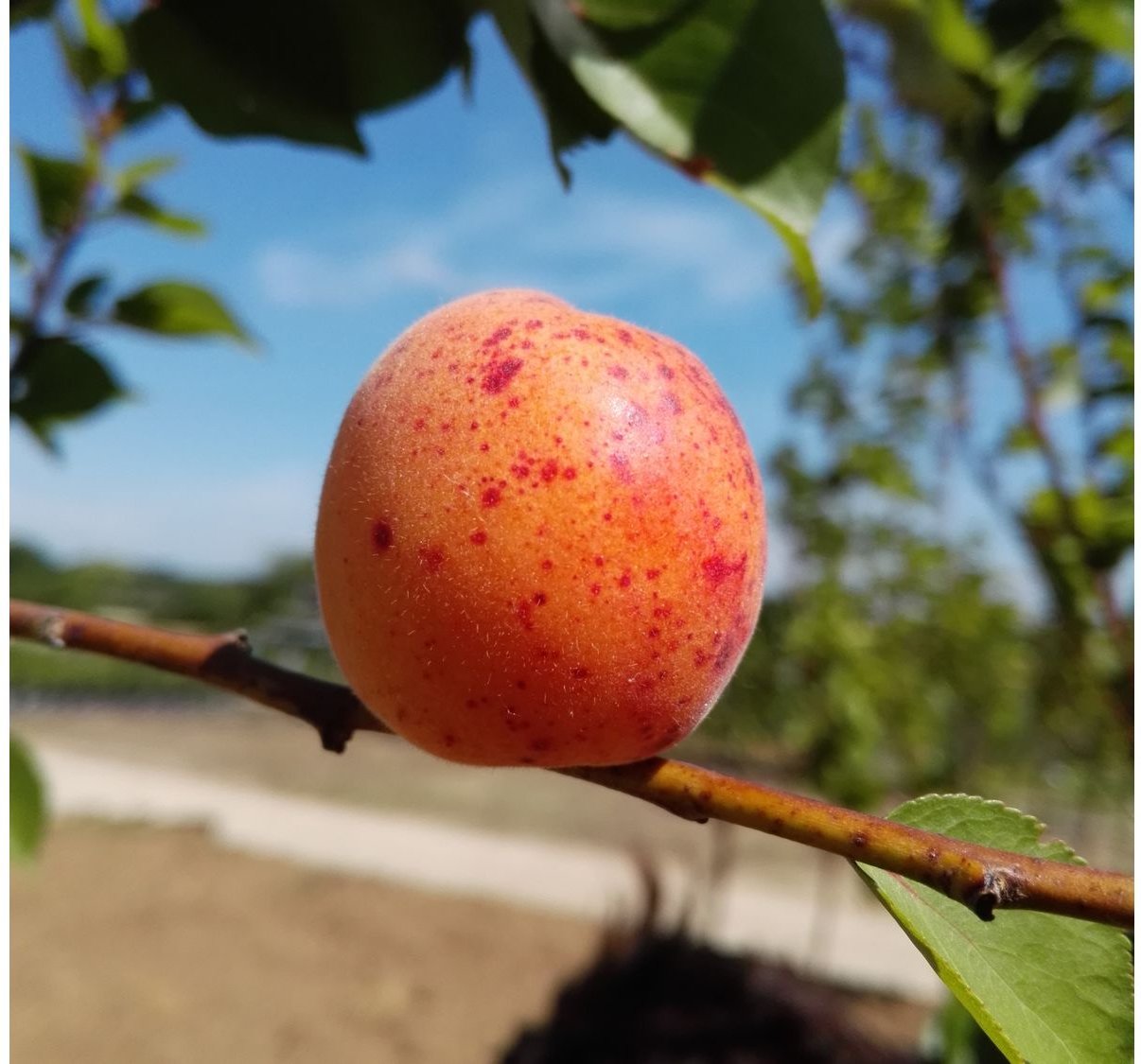 Thumbnail - Aprikose 'Bergeron', Buschbaum