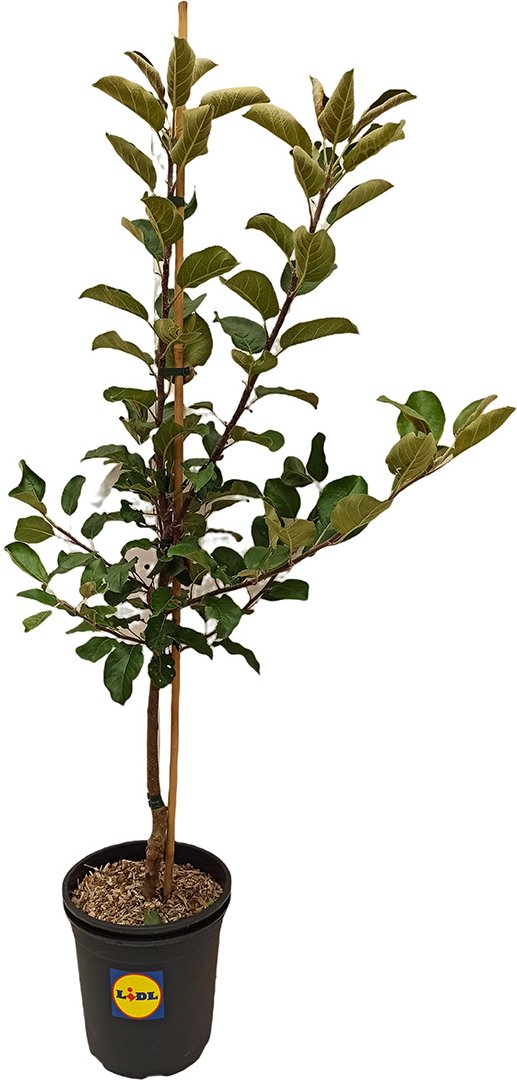 Apfelbaum »Santana®«, Buschbaum, süß und saftig, gut für Allergiker geeignet, winterhart